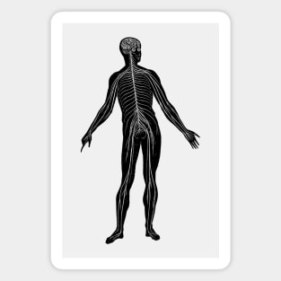 Lymphatic System - Vintage Anatomy Magnet